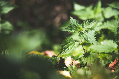Stinging green nettle leaves background textureの写真素材