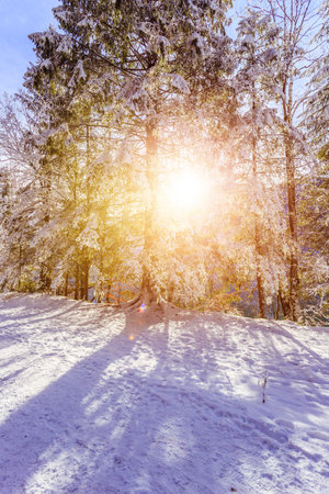 Winter landscape with footpath, snowy trees and blue skyの写真素材