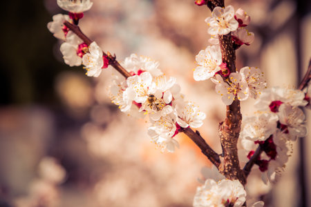 Close up picture of white blooming cherry blossoms, copy space.の写真素材
