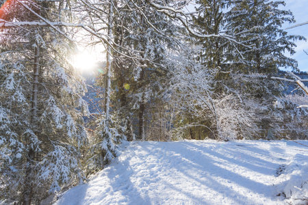 Winter landscape with footpath, snowy trees and blue skyの写真素材