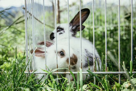 Little bunnies are sitting in an outdoor compound. Green grass, spring time.の写真素材