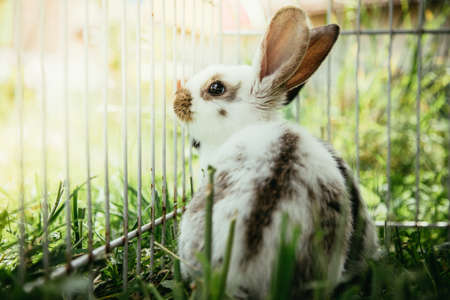 Little bunnies are sitting in an outdoor compound. Green grass, spring time.の写真素材