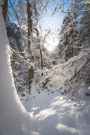 Winter landscape: Sunshine and snowy trees, wildernessの写真素材