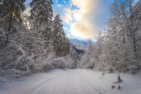 Winter landscape with footpath, snowy trees and blue skyの写真素材