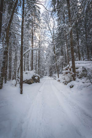 Winter landscape with footpath, snowy trees and blue skyの写真素材