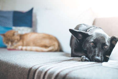 Cute black little dog and tabby cat are relaxing on the sofa at homeの写真素材