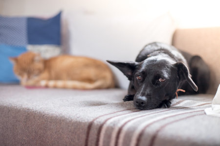 Cute black little dog and tabby cat are relaxing on the sofa at homeの写真素材