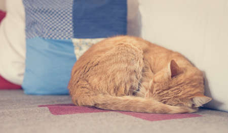 Close up picture of red tabby cat sleeping on the sofa at homeの写真素材