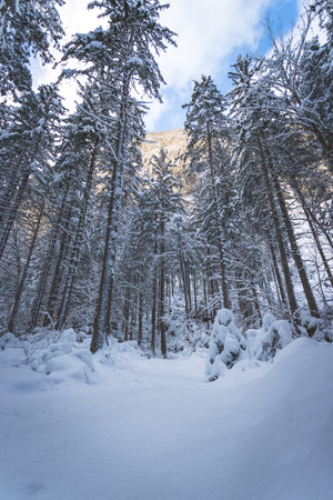 Winter landscape with footpath, snowy trees and blue skyの写真素材
