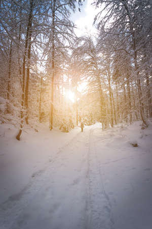Winter landscape with footpath, snowy trees and blue skyの写真素材