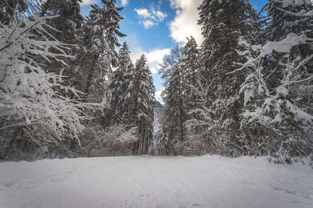 Winter landscape with footpath, snowy trees and blue skyの写真素材