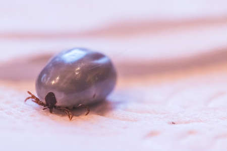 Close up of fully blood filled tick