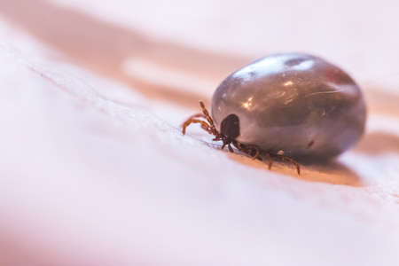 Close up of fully blood filled tickの写真素材