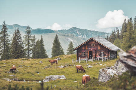 Mountain chalet in Austria: Idyllic landscape in the Alpsのeditorial素材