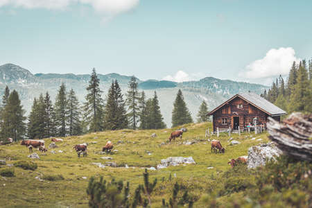 Mountain chalet in Austria: Idyllic landscape in the Alpsのeditorial素材