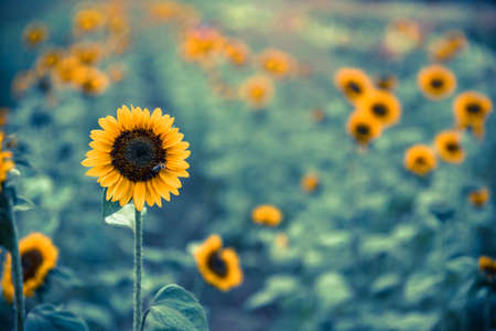 Beautiful yellow sunflowers on an agriculture field, summer timeの写真素材