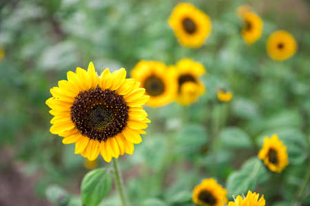 Beautiful yellow sunflowers on an agriculture field, summer timeの写真素材