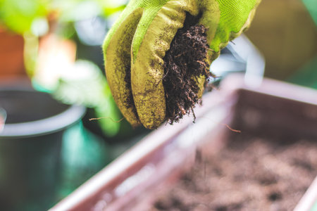 Closeup of fruitful soil for planting vegetables and herbsの写真素材