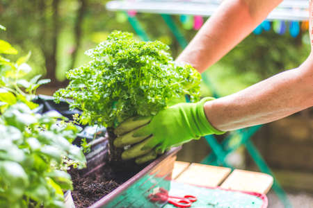 Woman is planting vegetables and herbs, urban gardening. Fresh plants and soil.の写真素材