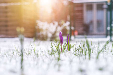 Snowy spring flowers in the front yard. Crocus in spring time.の写真素材