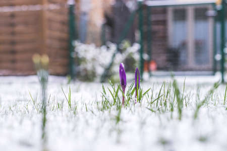 Snowy spring flowers in the front yard. Crocus in spring time.の写真素材