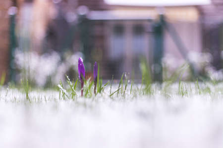 Snowy spring flowers in the front yard. Crocus in spring time.の写真素材