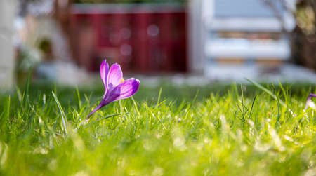 Spring flowers in the front yard. Crocus in spring time. Copy space, ideal for postcard.の写真素材