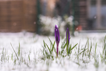 Snowy spring flowers in the front yard. Crocus in spring time.の写真素材