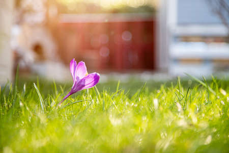 Spring flowers in the front yard. Crocus in spring time. Copy space, ideal for postcard.の写真素材