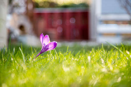Spring flowers in the front yard. Crocus in spring time. Copy space, ideal for postcard.の写真素材