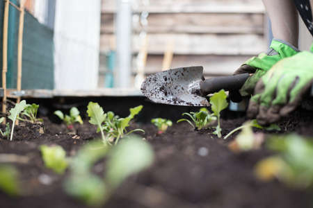 Planting vegetables and herbs in raised bed. Fresh plants and soil.の写真素材
