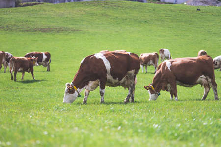 Happy cows are grazing on the meadow, spring timeの写真素材