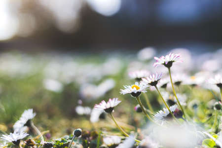 Close up picture of cute daisy blossom in spring