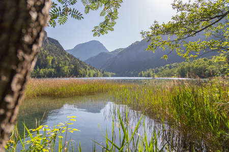 Tranquil sunset lake with reed, Thumsee, Germanyの写真素材