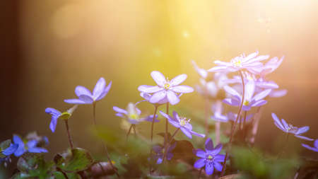 Close up of violet spring flowers, magic atmosphereの写真素材