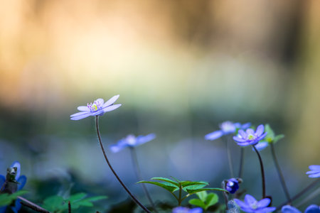 Close up of violet spring flowers, magic atmosphereの写真素材