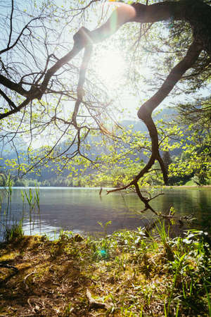 Tranquil sunset lake with reed, Thumsee, Germanyの写真素材