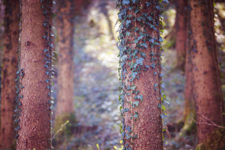 Magic forest with trees and ivy, sunlightの写真素材