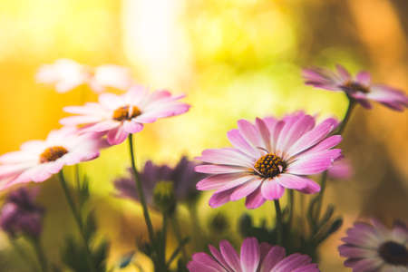 Close up of a beautiful spring blossom, gerberaの写真素材