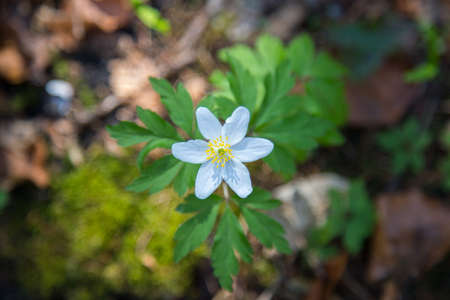 Close up of violet spring flowers, magic atmosphereの写真素材