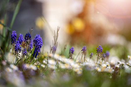 Beautiful spring time flower scenery with colorful blossomsの写真素材