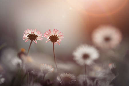 Close up picture of daisy blossoms in springの写真素材
