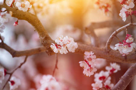 Close up picture of blooming apricot tree, pink blossoms in spring.の写真素材