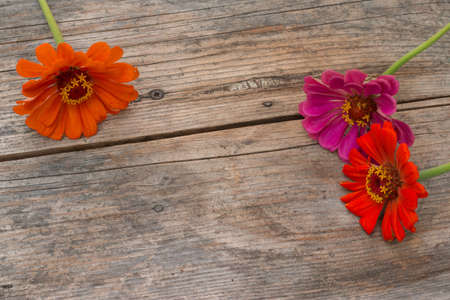 Colorful flowers lying on a rustic wooden table. Copy space.の写真素材