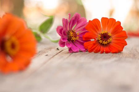 Colorful flowers lying on a rustic wooden table. Copy space.の写真素材