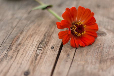 Colorful flowers lying on a rustic wooden table. Copy space.