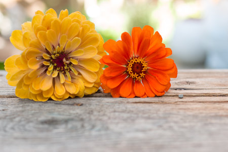 Colorful flowers lying on a rustic wooden table. Copy space.の写真素材