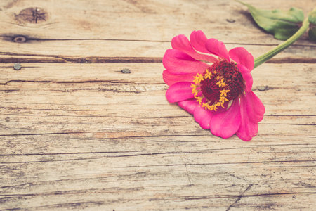 Colorful flowers lying on a rustic wooden table. Copy space.の写真素材