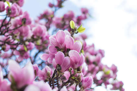 Beautiful magnolia blossom in a park, springの写真素材