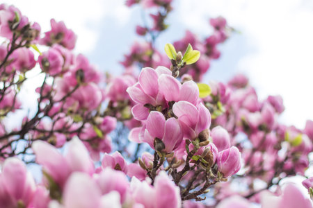 Beautiful magnolia blossom in a park, springの写真素材